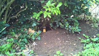 LongTailed Weasel at King Gillette Ranch in the Santa Monica Mountains [upl. by Hastie]