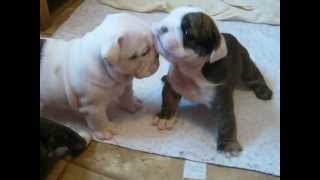 4 week old English bulldog pups trying to walk and play [upl. by Thar]