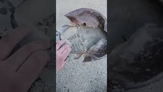 Awsome horseshoe crab shell from my first video [upl. by Heringer]