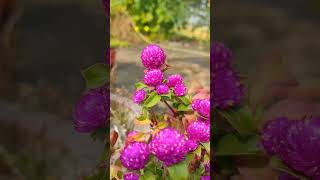 Beautiful gomphrena flowers gomphrena flowers gardening easygardeningtips [upl. by Mahda]