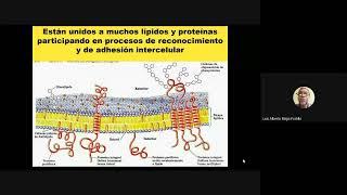 Clase 13 DIGESTION Y ABSORCION DE CHO [upl. by Horan]