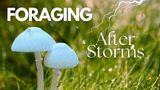 Foraging Mushrooms After Storms [upl. by Laspisa]