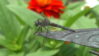 Dragonfly eating damselfly [upl. by Yer]