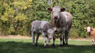 Simmentals Calving at 2 [upl. by Huggins932]