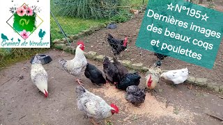 ☆N°195☆ Dernier jour des gros coqs 🐓 Hérisson au poulailler Tomates haricots artichauts dautomne [upl. by Yllut]