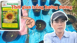 Thời gian trồng hướng dương trang nông 282  giai đoạn sau 15 ngày [upl. by Gavini599]