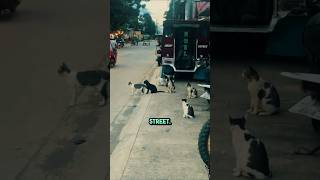 When Cats Control the Crosswalk Dog Panic cat dog shorts funny [upl. by Haberman922]