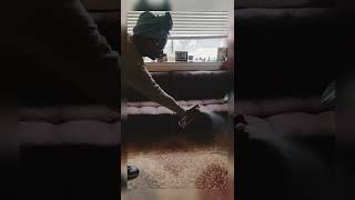 Vacuuming with Bissell CleanView Upright Swivel Rewind Vacuum and Disinfecting with Mircroban [upl. by Emerej745]