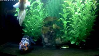 East Coast Ranchu Goldfish Live Stream CAM 1 [upl. by Lemej]