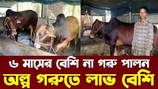 ৬ মাসের বেশি গরু পালা যাবে নাঅল্প গরুতে লাভ বেশি হয়  Goru Palon Bangladesh  Nibir Krishi [upl. by Micheil]