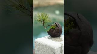 yamadori pine bonsai tree 분재 [upl. by Odnomra]