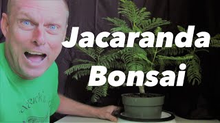 Jacaranda bonsai from seed 25 years old [upl. by Reifel]