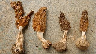 Morchella Mushroom  True Morels  Himachal Pradesh India [upl. by Einram979]