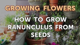 How to Grow Ranunculus From Seeds [upl. by Neelear]