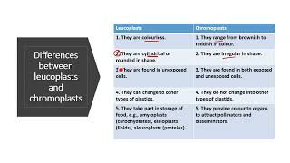 Differences between leucoplasts and chromoplasts  leucoplasts and chromoplasts class 9 [upl. by Bellanca]