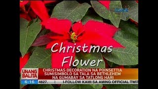 UB Christmas decoration na Poinsettia sumisimbolo sa tala sa Bethlehem na gumabay sa tatlong hari [upl. by Yahsed246]