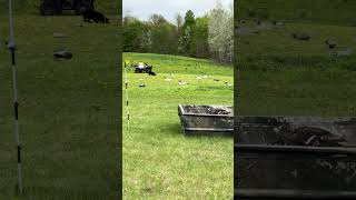 Simulated duck hunt for Maverick retrievertraining huntingdogtraining duckdog [upl. by Bridge]