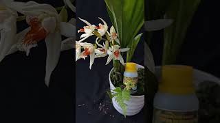 22  Anggrek Mutiara  Coelogyne asperata [upl. by Leidba]