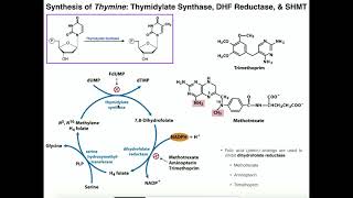 Nucleotide Metabolism  Basics of Thymine Biosynthesis [upl. by Audi]