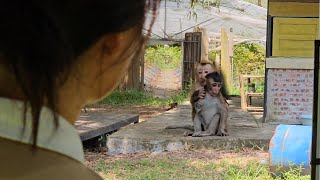 Little Nahu took his friend home to find his mother [upl. by Crifasi]