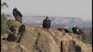 Flying giantsrare California condors return to Utah skies [upl. by Tuppeny]