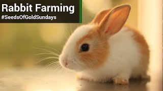 Rabbit farming  Season 3 Episode 2 [upl. by Arretal]