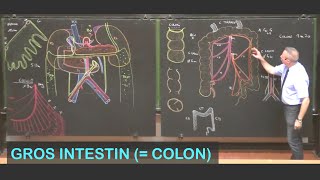 Anatomie du gros intestin colon Abdomen 7 [upl. by Adikam]