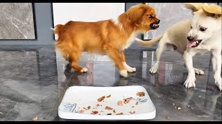 Funny Puppies Food Review Videos 🐶🍲 Petify TV Dogs Series 7 🐕💕 Petify TV puppies food review 2024 [upl. by Pederson]