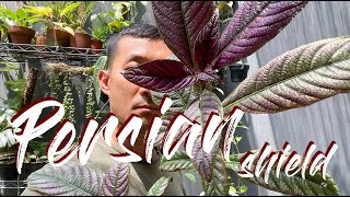 Persian shield Strobilanthes dyerianus care and propagation [upl. by Einnad579]