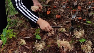 Foraging Lots of Wild mushrooms in the Village  Coral Mushrooms [upl. by Albie623]