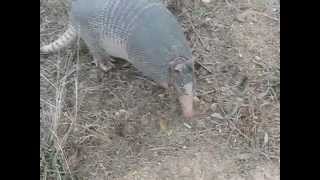 Armadillo Amazon Animal from the Rainforest [upl. by Ytiak]