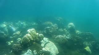 Coral Bleaching Calaca July 2020 water temperature as high as 32 degree celsius [upl. by Atteuqehs]