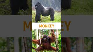 Monkeys fact in malayalam facts funfacts [upl. by Mallina]