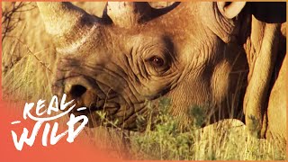 Animal Kingdom Hyena And Rhino Wildlife Documentary [upl. by Sheffy]