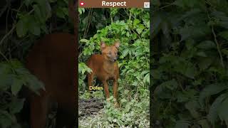 Dhole Endangered Social Canids of Asia  One Of The Wild Dogs You Didnt Know Existed [upl. by Thaddaus]