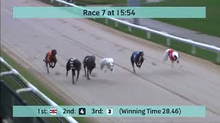 Kinsley Greyhound Races on 20th November 2023 [upl. by Fatsug]