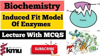 Induced Fit ModelEnzymologyBiochemistry UnitVIII Part 4th [upl. by Ees]