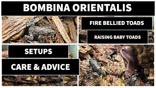 How to raise baby Bombina orientalis fire bellied toads  Care and advice [upl. by Gilbertson]