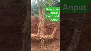 Jalitrimentaos untuk stek anput bonsai tanamanbonsai [upl. by Wiener]