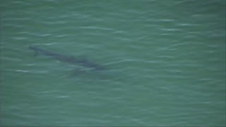 Watch Live Swimmer attacked by a shark while swimming off the coast of Cape Cod [upl. by Xella]