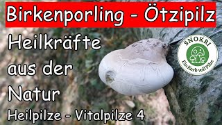 Birkenporling Ötzipilz  Heilkräfte aus der Natur  Heilende Pilze 4 [upl. by Sidoma]