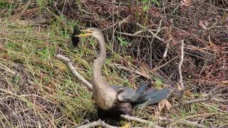 CATFISH OUTWITS ITS PREDATOR  AN AMAZING ENCOUNTER [upl. by Obadias]