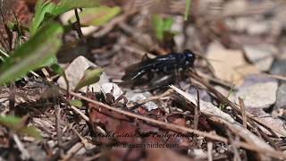 STEEL BLUE CRICKET HUNTER Chlorion aerarium wcricket [upl. by Margaretta]