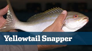 Yellowtail Snapper amp Reef Fishing  Florida Sport Fishing TV  Tackle Tips Baits Rigs Locations [upl. by Ardle]