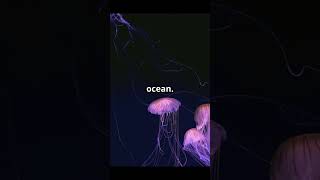 Unveiling the Oceans Hidden Giant The Lion’s Mane Jellyfish [upl. by Nahshun]