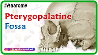 Pterygopalatine fossa  Head and neck Gross anatomy  medical animation [upl. by Giverin]