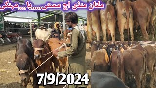 Multan money Me khere bachde pure beauty fresh update [upl. by Tnecnivleahcim]