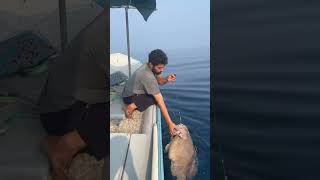 Big grouper fishing with hands [upl. by Talbert]