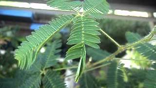 Naturaleza en vivo nastias en Mimosa pudica [upl. by Ittam]