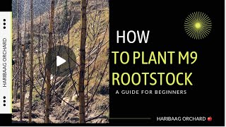 How to Plant Imported M9 Rootstock  And Why You Shouldnt Miss It [upl. by Ydorb]